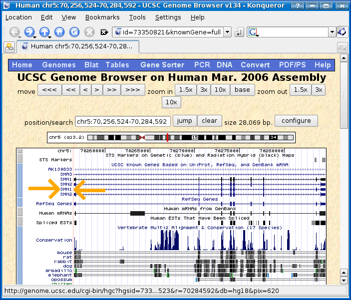 Genome Browser - SMN1 (human) - Orange Arrows