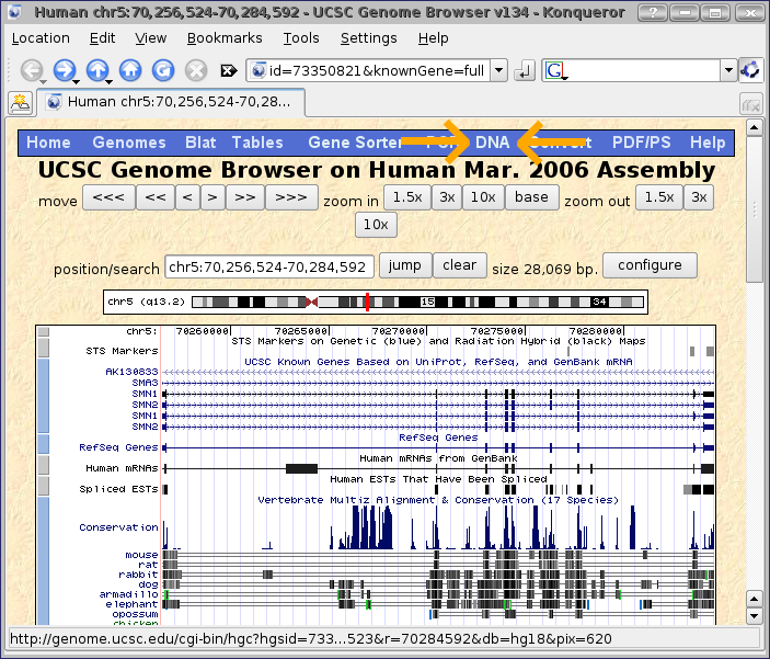 Genome Browser - SMN1 (human) - DNA Option